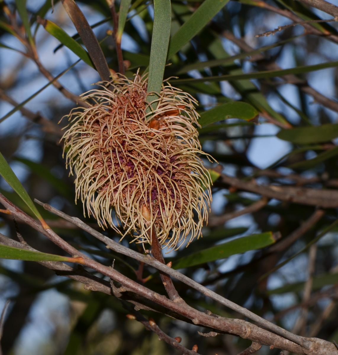 Image of Hakea multilineata specimen.