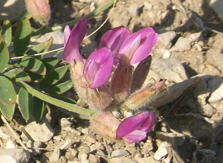 Image of Astragalus medius specimen.