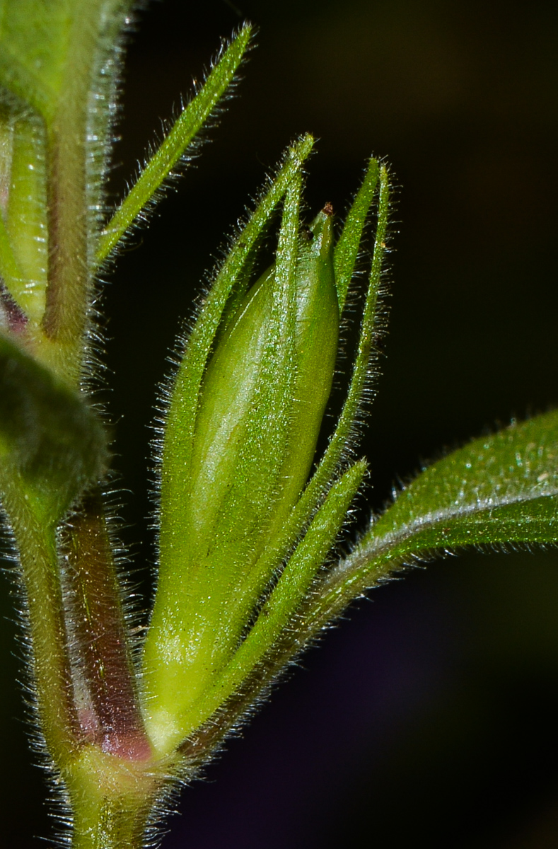 Image of Ruellia prostrata specimen.