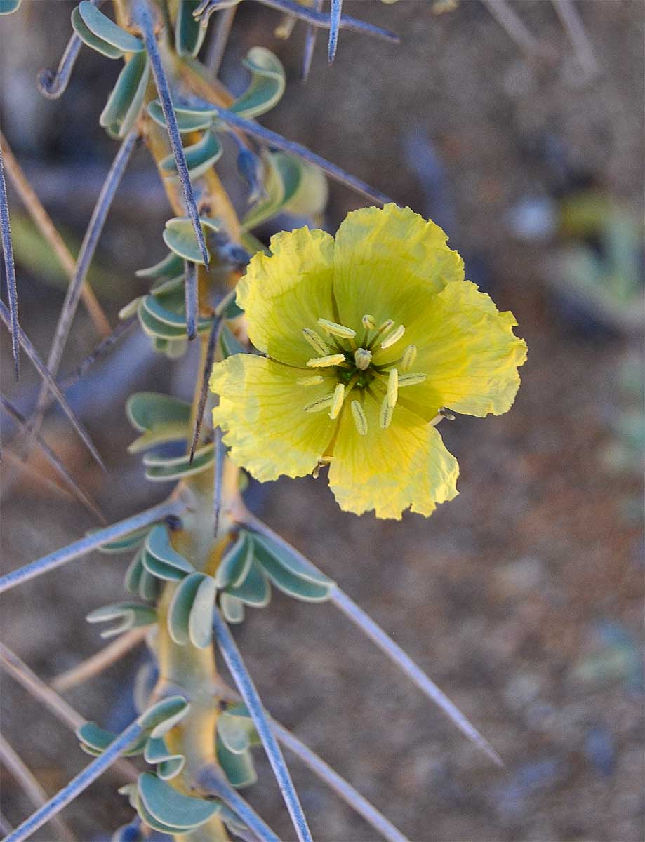 Image of Sarcocaulon lheritieri specimen.