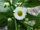 Erigeron annuus