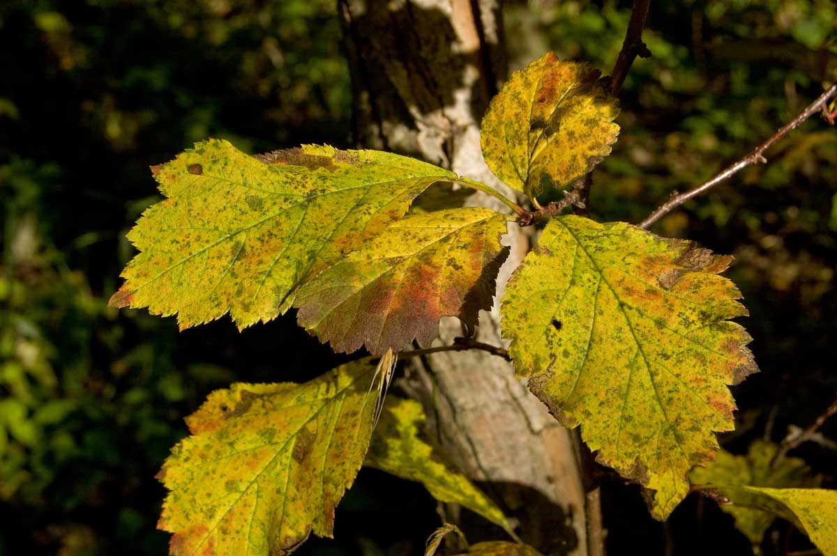 Изображение особи Crataegus sanguinea.