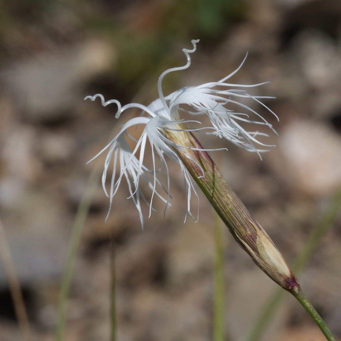 Изображение особи Dianthus kuschakewiczii.