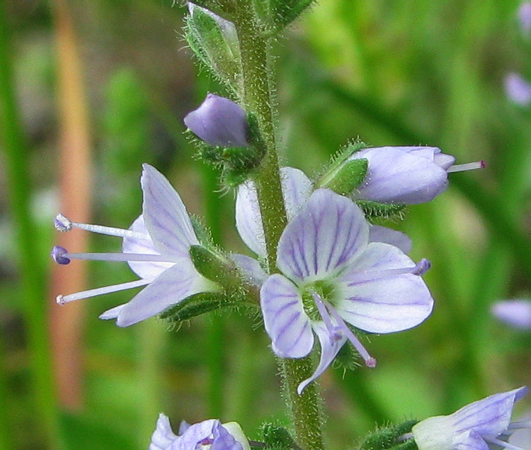 Image of Veronica officinalis specimen.