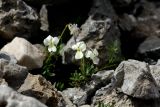 Viola fragrans. Цветущие растения. Греция, о-в Крит, ном Ханья (Νομός Χανίων), дим Сфакион (Δήμος Σφακίων), горный массив Лефка Ори (Λευκά Όρη), ≈ 1850 м н.у.м., каменистая осыпь. 21 июня 2017 г.