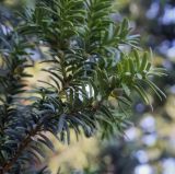 Taxus baccata. Ветвь с незрелыми семенами в сочных присемянниках. Крым, г. Бахчисарай, Бахчисарайский дворец, в культуре. 14.08.2017.