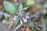 genus Clinopodium