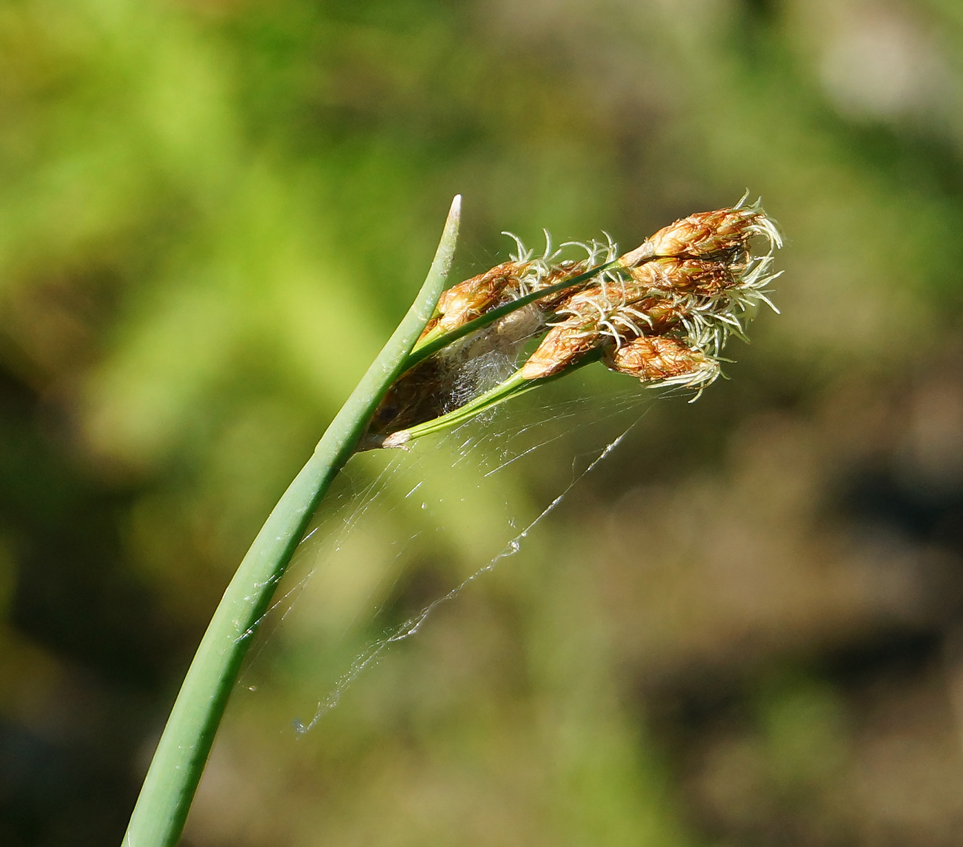 Изображение особи Schoenoplectus lacustris.