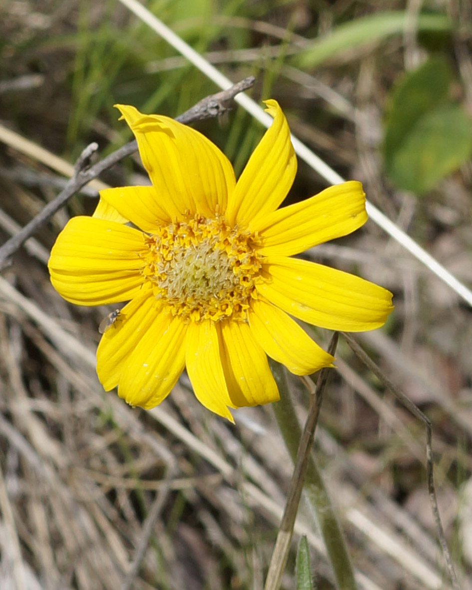 Изображение особи Arnica intermedia.