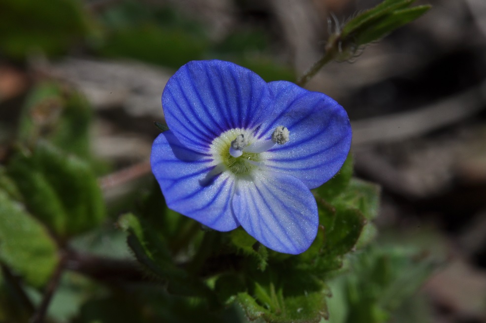 Image of Veronica persica specimen.