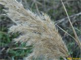 Phragmites australis. Соплодие. Украина, г. Николаев, Заводский р-н, Намыв, парк \"Лески\", берег озера. 28.12.2017.