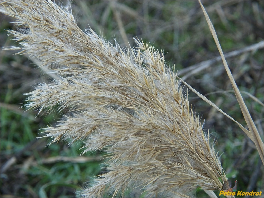 Изображение особи Phragmites australis.