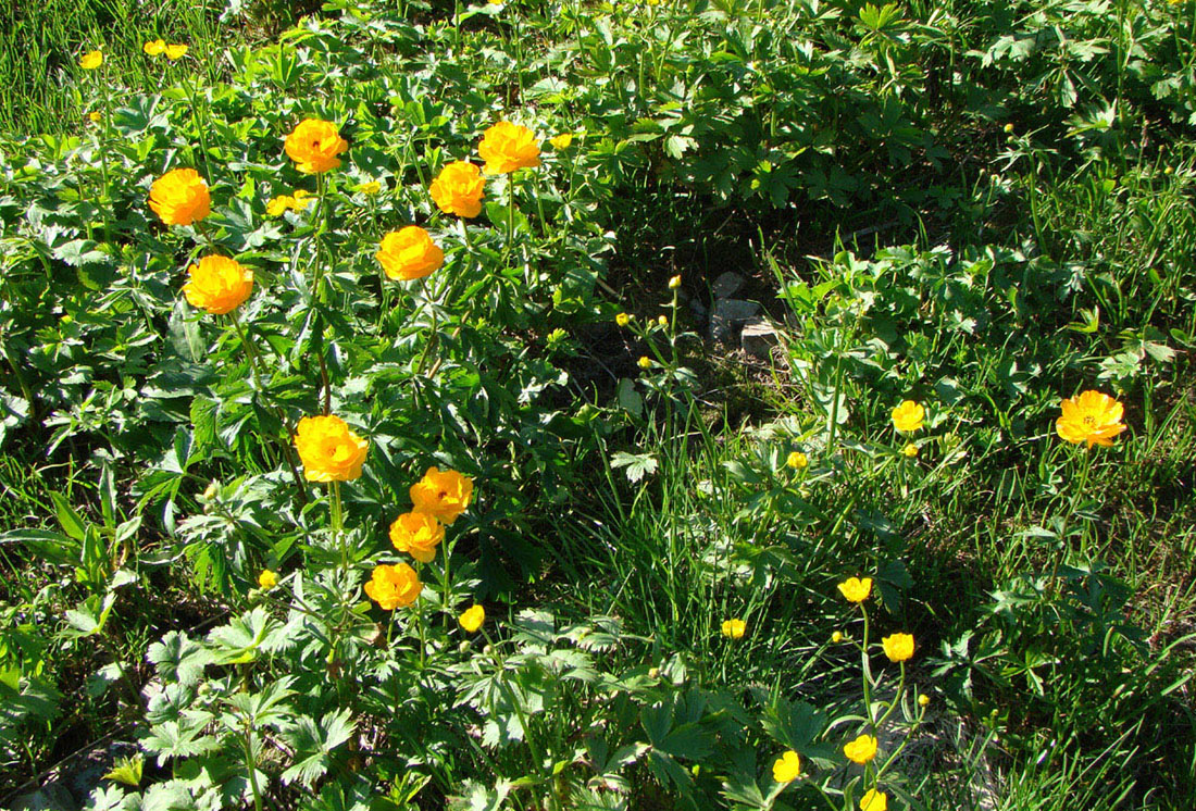 Image of Trollius altaicus specimen.