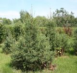 Picea obovata. Молодое дерево. Восточный Казахстан, г. Усть-Каменогорск, Архитектурно-ландшафтный музей-заповедник. 29.07.2012.