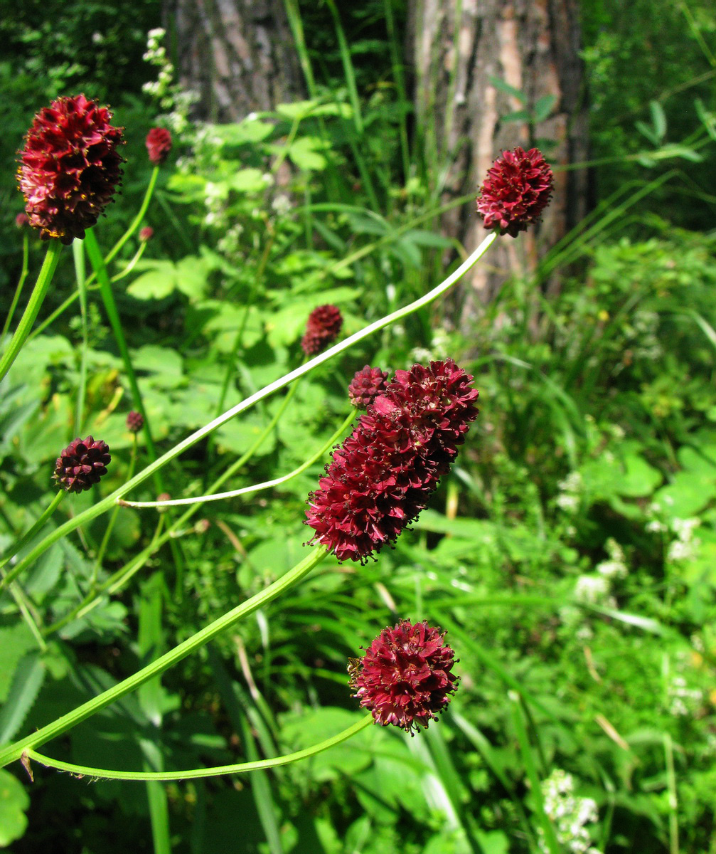 Изображение особи Sanguisorba officinalis.