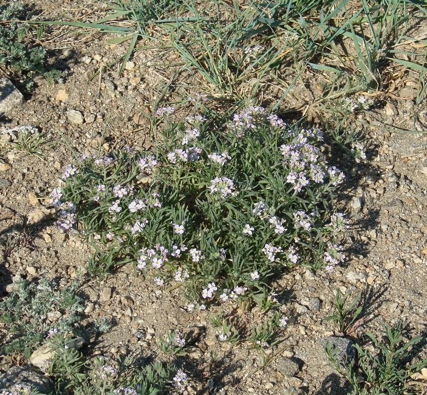 Image of Dontostemon integrifolius specimen.