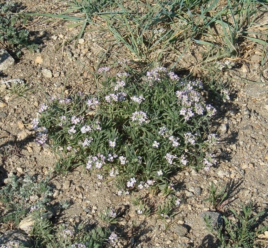 Изображение особи Dontostemon integrifolius.