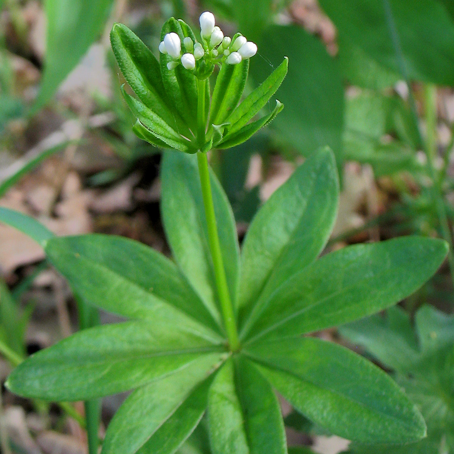 Image of Galium odoratum specimen.