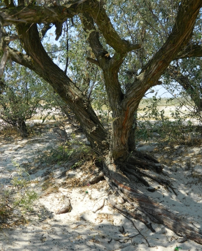 Изображение особи Elaeagnus angustifolia.