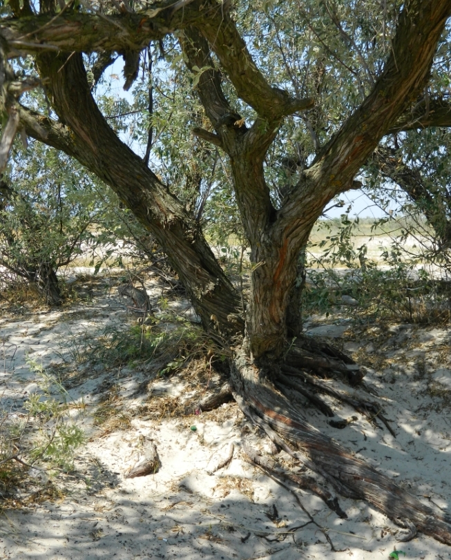 Image of Elaeagnus angustifolia specimen.