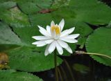 Nymphaea lotus. Цветок. Малайзия, Куала-Лумпур, в культуре. 13.05.2017.