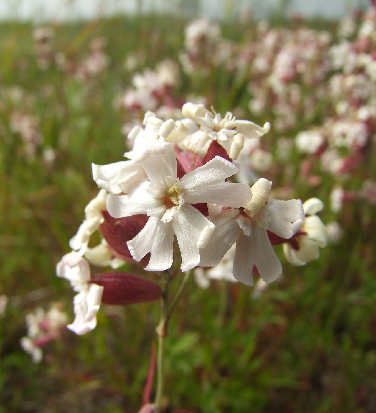 Image of Silene amoena specimen.