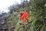 Epidendrum secundum