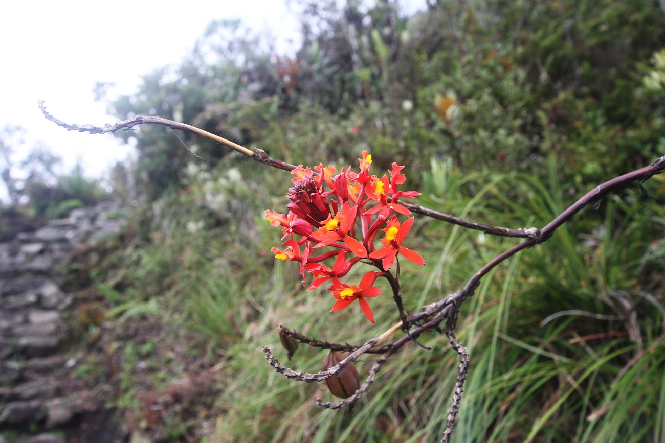 Изображение особи Epidendrum secundum.