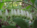 Polygonatum glaberrimum