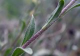 Alyssum trichostachyum. Часть побега. Республика Адыгея, Майкопский р-н, ок. 6 км юго-восточнее хутора Победа, хребет Скалистый (Уна-Коз), скала Галкина, на задернённой скале у обрыва. 05.05.2018.