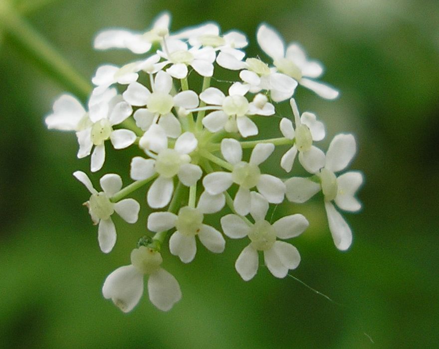 Изображение особи Anthriscus sylvestris.