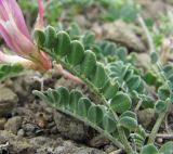 Astragalus buschiorum