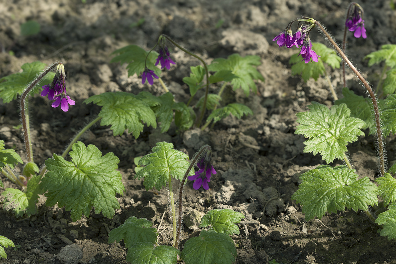 Изображение особи Cortusa sachalinensis.