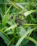 Scirpus sylvaticus. Верхушка бутонизирующего растения. Пермский край, Оханский р-н, Тулумбаихинское сельское поселение, Кунчурихинский бор, сырой луг. 27.05.2018.