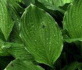 Hosta albomarginata