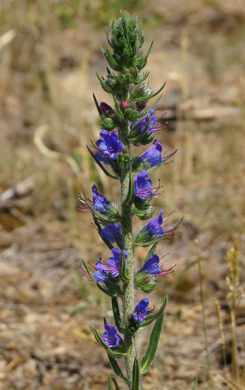 Изображение особи Echium vulgare.