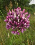 Allium rotundum