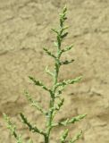 Kalidium foliatum