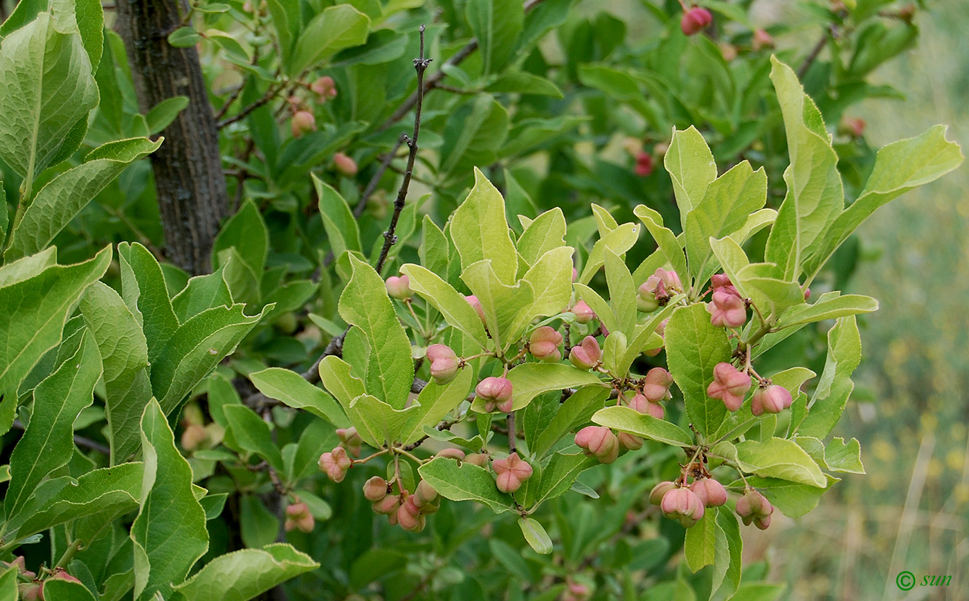 Изображение особи Euonymus europaeus.