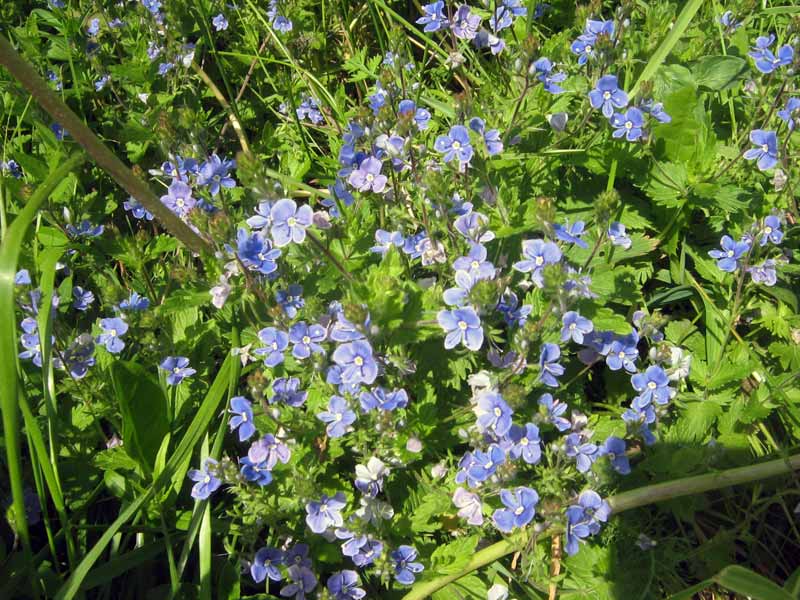 Image of Veronica chamaedrys specimen.