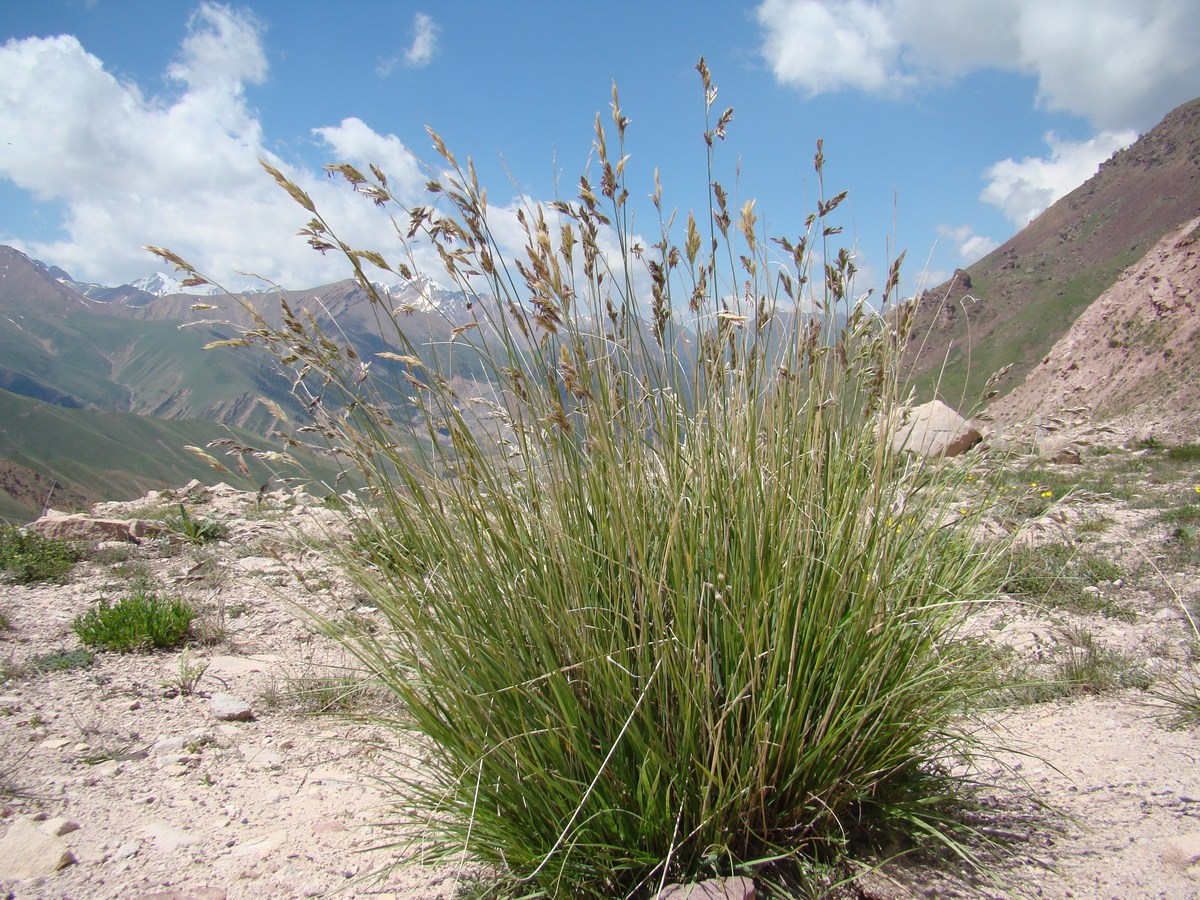 Изображение особи Festuca olgae.