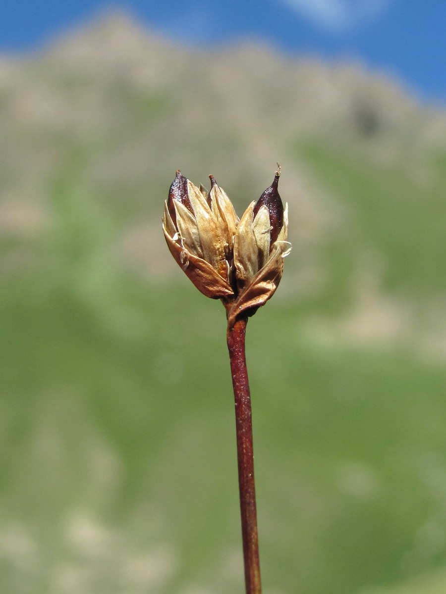 Изображение особи Juncus triglumis.