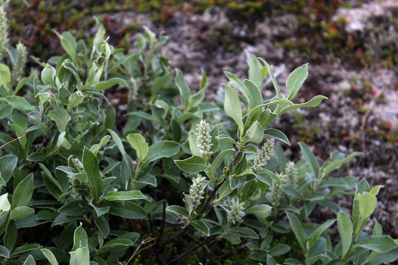 Image of Salix glauca specimen.