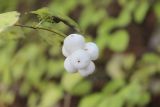 Symphoricarpos albus var. laevigatus