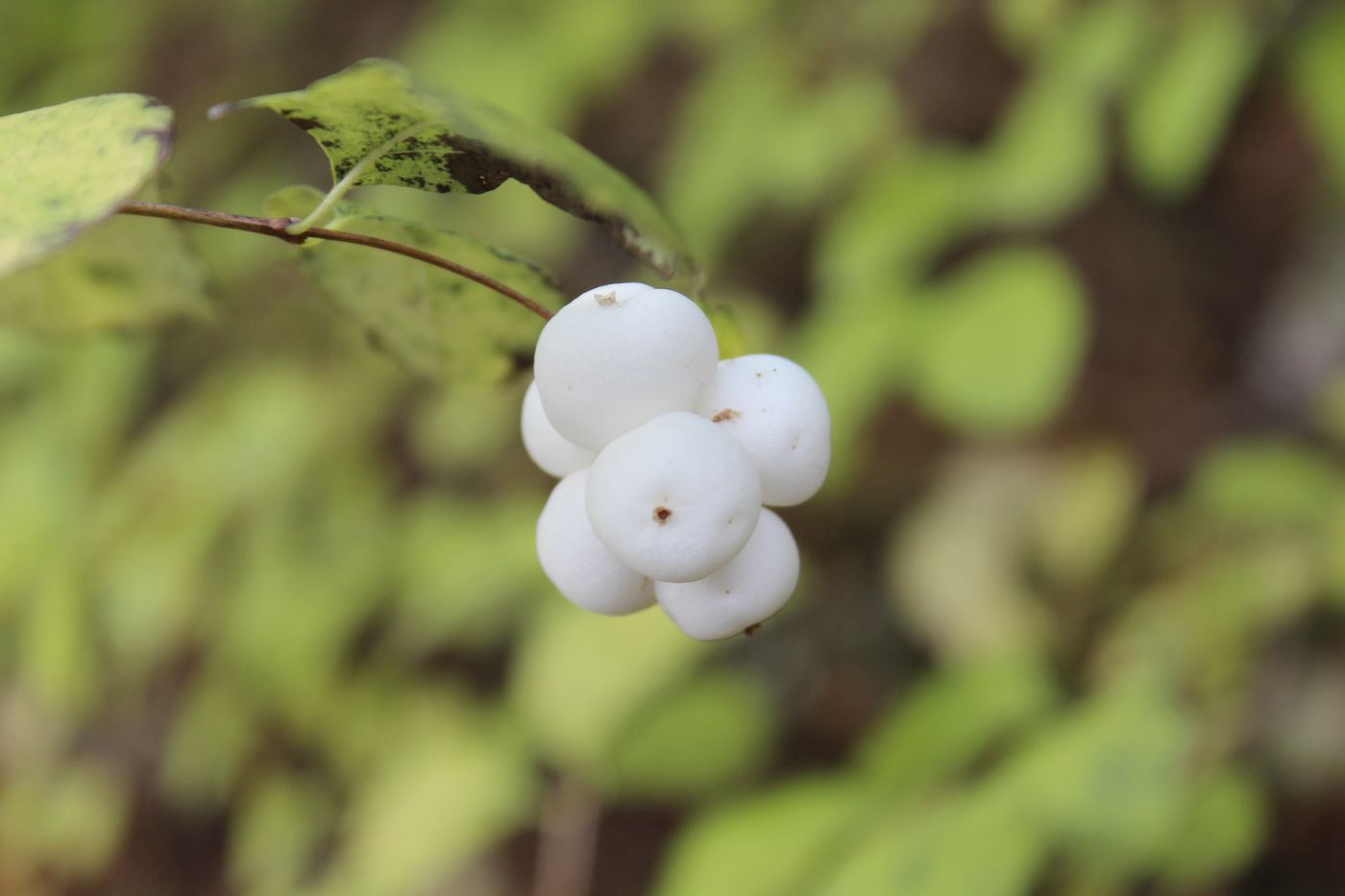 Image of Symphoricarpos albus var. laevigatus specimen.