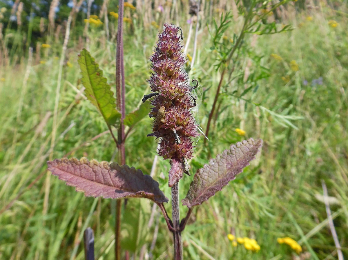 Изображение особи Betonica officinalis.