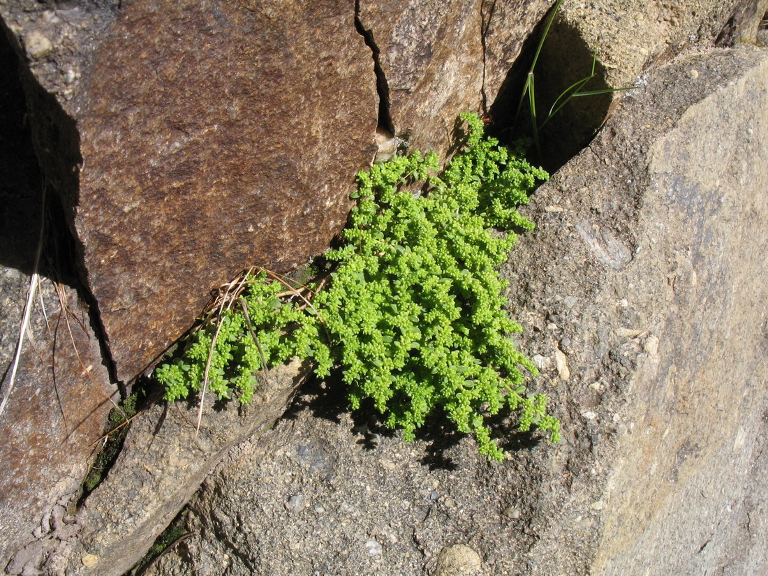 Image of Herniaria caucasica specimen.