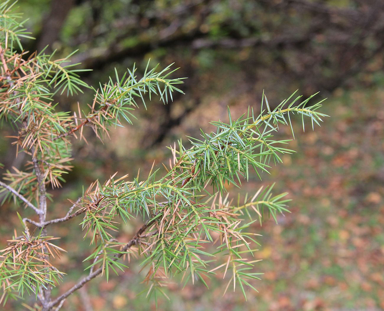 Image of Juniperus oblonga specimen.