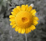 Anthemis tinctoria