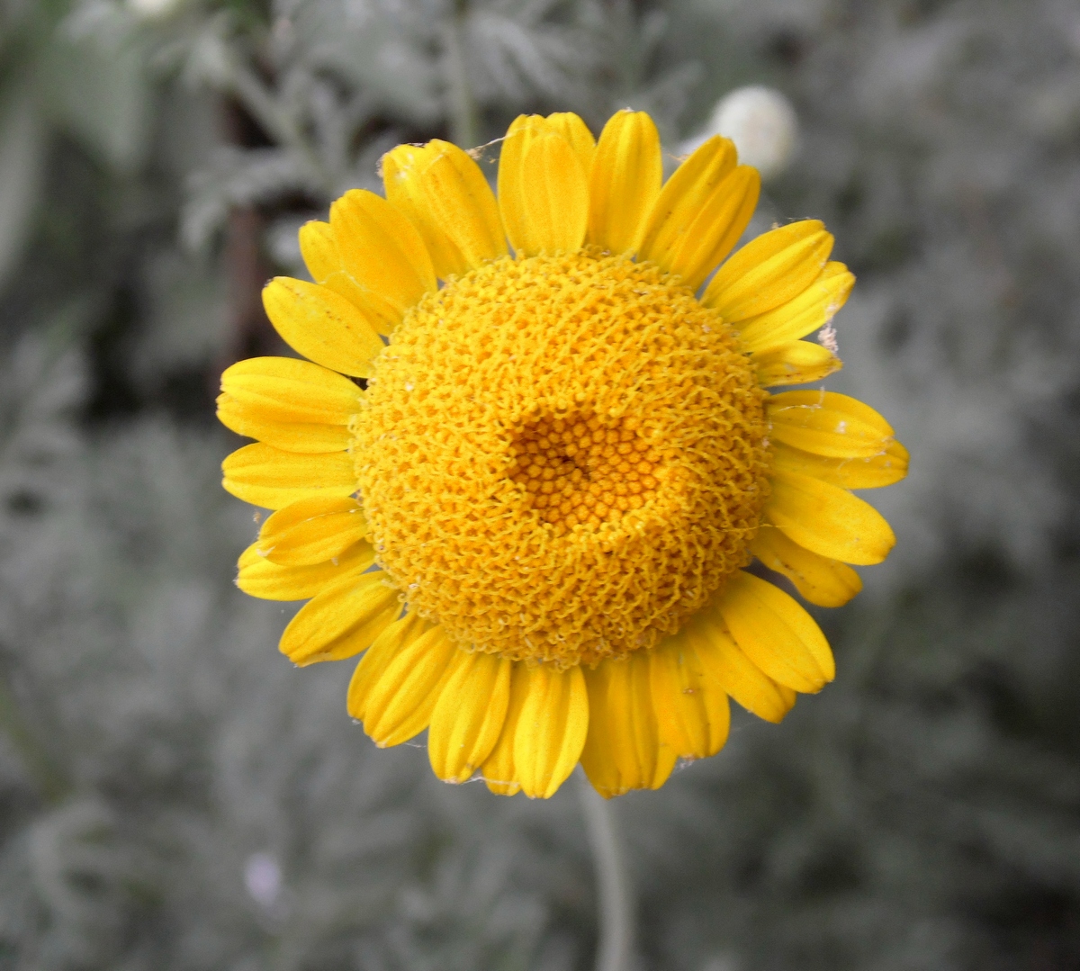 Изображение особи Anthemis tinctoria.